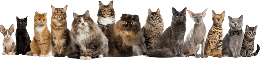 group of cats