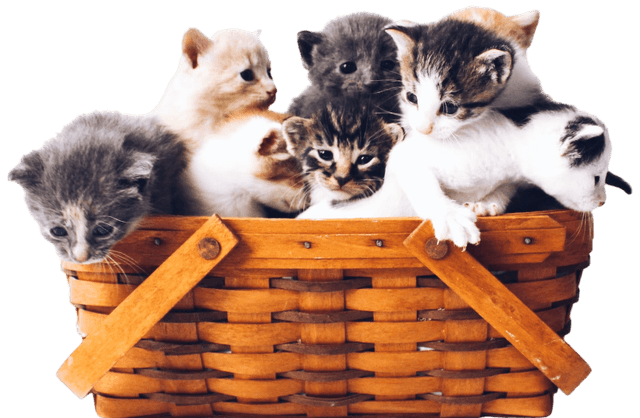 Cats in basket