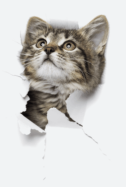 curious cat