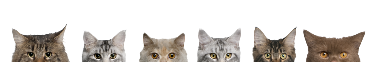 cats peeking