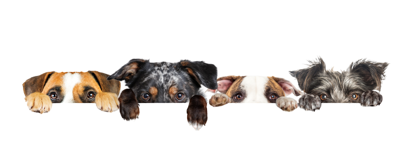 dogs peeking